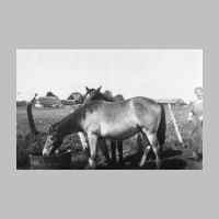 022-0350 Frau Gertrud Schulz, geb. Lehwald bei den Pferden auf der Koppel in Goldbach..jpg